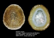 Patella candei
